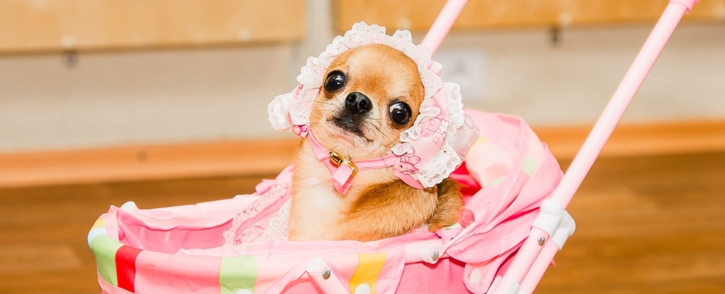 Are Dogs Replacing Babies in Countries With Declining Birth Rates?