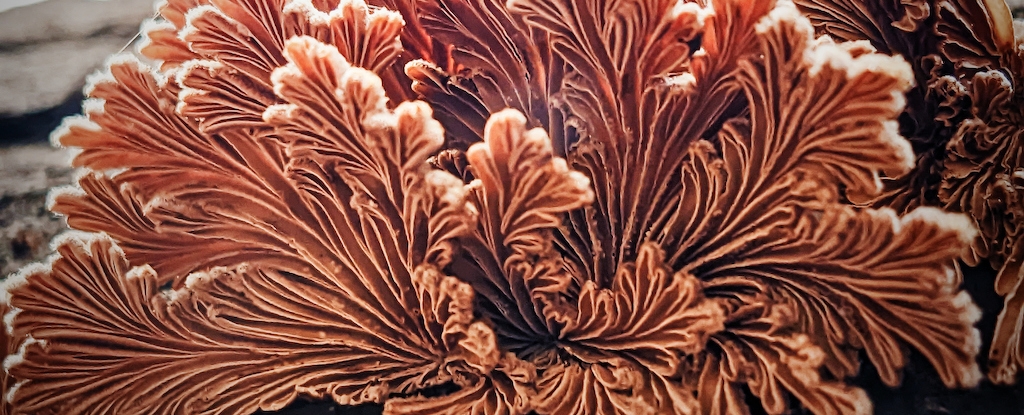 Scientists Create Biodegradable Plastic Alternative That's Literally Alive