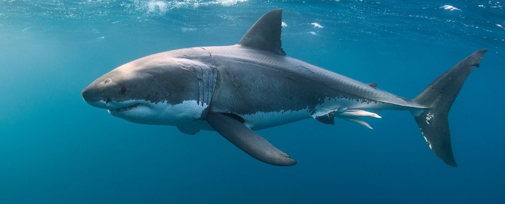 The DNA of Great White Sharks Defies Explanation. Here's Why.