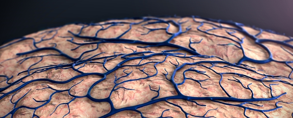 Alzheimer's May Start at The Brain's Borders, Scientists Discover