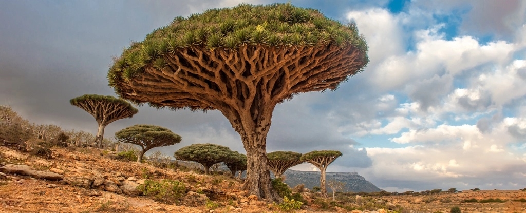 Scientists Studying Earth's Trees Issued a Stark Warning to Humanity