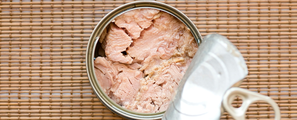 Scientists Discover a Simple Method to Reduce Mercury Levels in Tuna