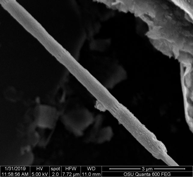 Scientists Discover New Bacteria That Conduct Electricity Like a Wire