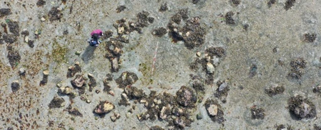 'Hugely Significant' Stone Circles in Scotland Suggest Early Human Arrival