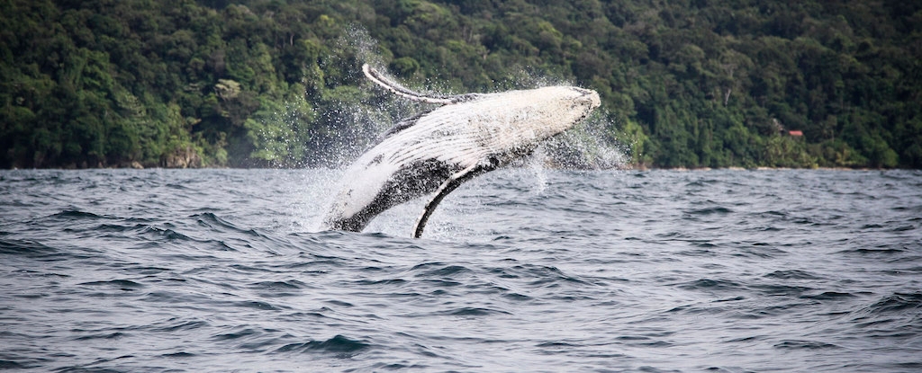 Whale Song Reveals Eerie Similarities to Human Speech, Scientists Find