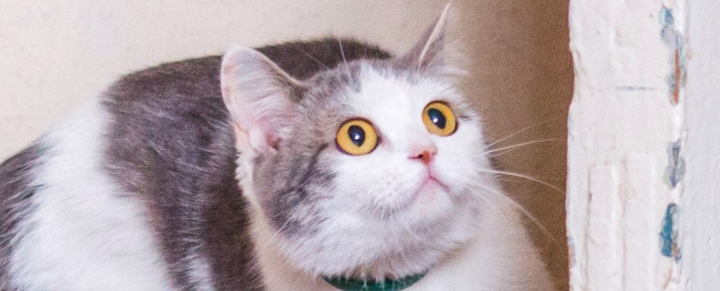 Extreme Skittishness in Your Cat Could Be a Sign of a Mysterious Disease