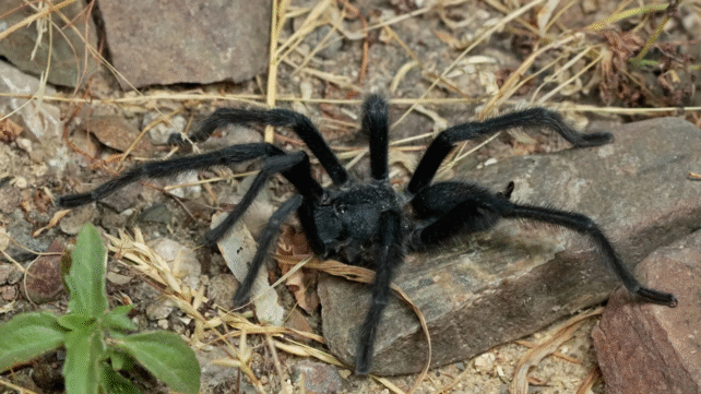 Meet The 'Genital King' Tarantula And Its Record-Breaking Sexual Organ