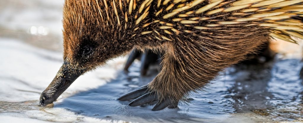 Scientists Reveal a Surprising New Theory on Where Echidnas Came From