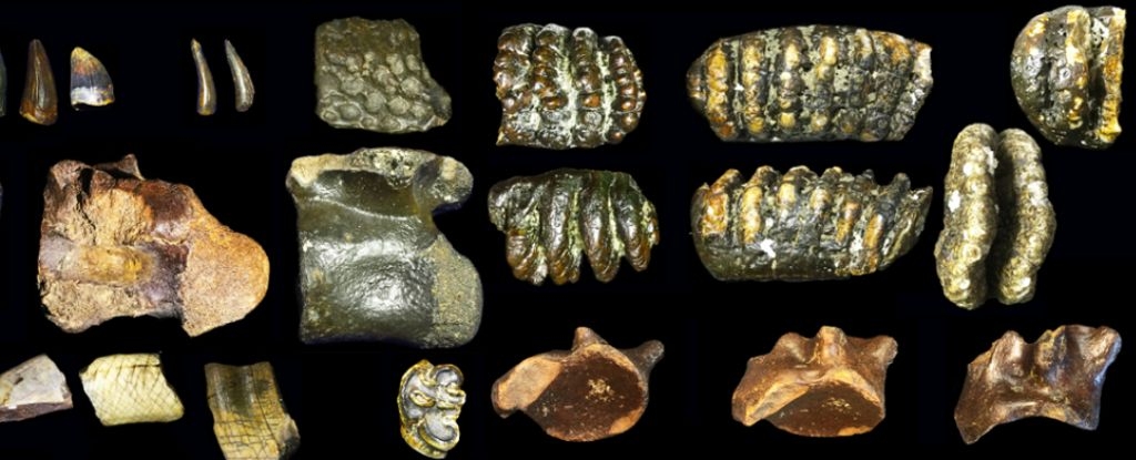 Underwater Fossils Surface to Reveal a Lost World of Archaic Humans