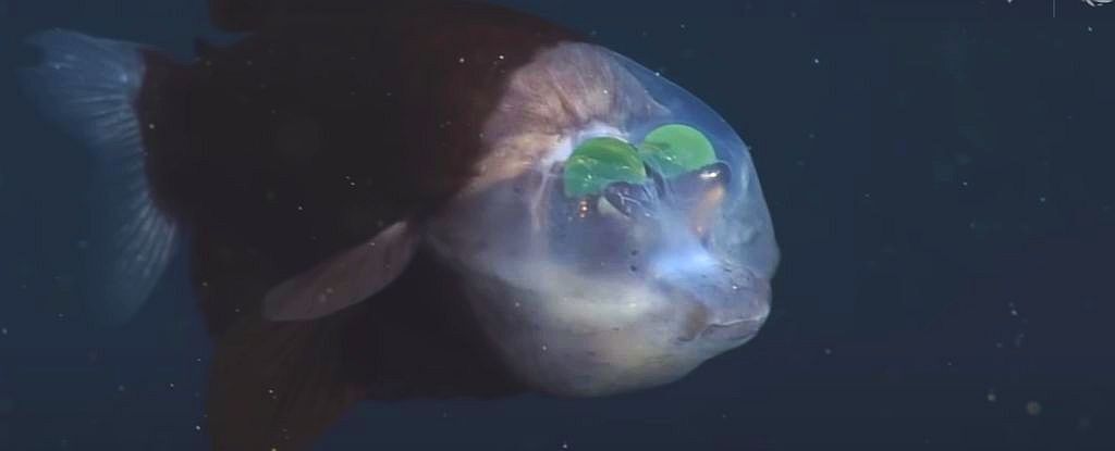 This Fish Has a Weird See-Through Head With Its Eyes On The Inside. Here's Why.