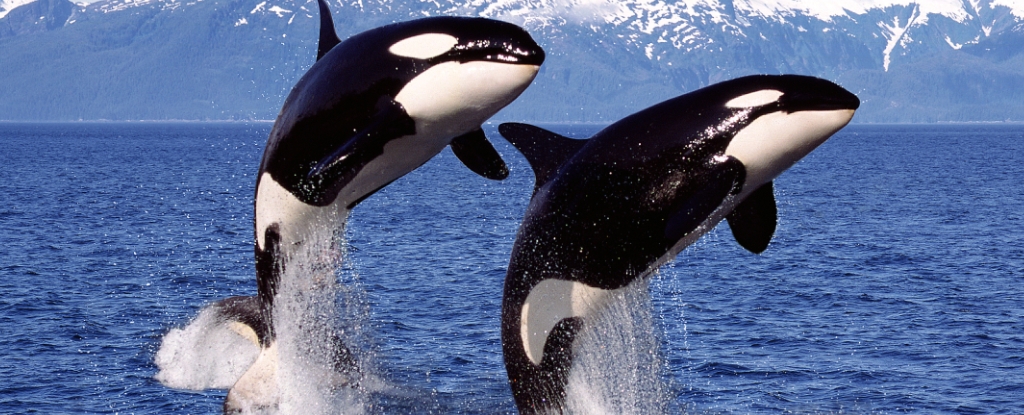 DNA Confirms Orcas Prey Upon One of Australia's Deadliest Marine Predators