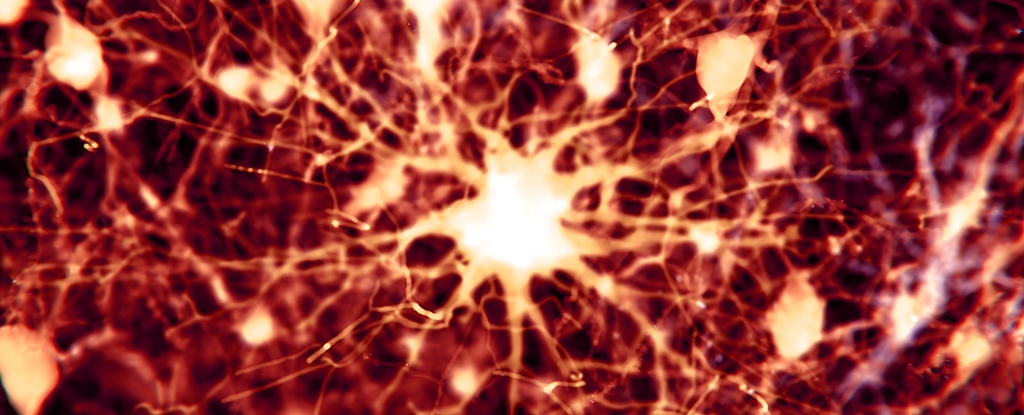 Scientists Find 2 Existing Drugs Can Reverse Alzheimer's Brain Damage in Mice