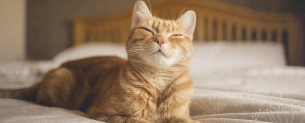 Study Reveals a Simple Technique to Communicate With Your Cat