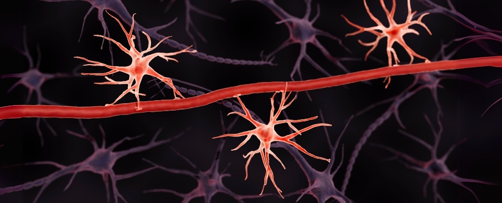 Blood-Brain Barrier 'Guardian' Shows Promise Against Alzheimer's