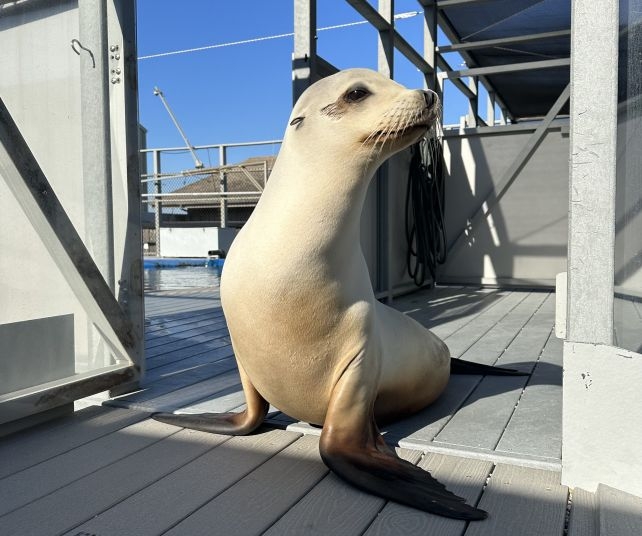 This Adorable Sea Lion Can Keep a Beat Better Than Some Humans