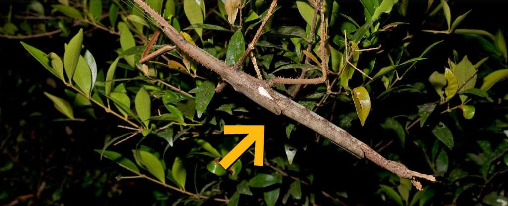 Giant Stick Insect Found Hiding in Rainforest May Be Australia's Heaviest