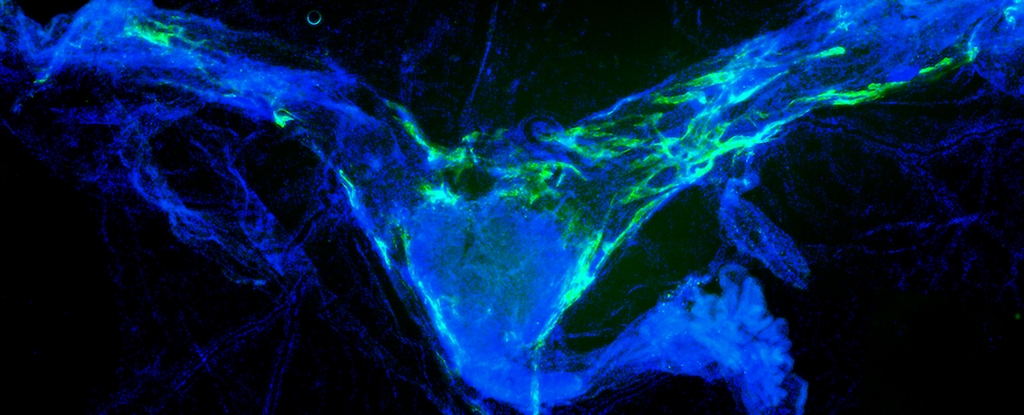 Clearing Brain Waste Dramatically Improves Memory in Aging Mice