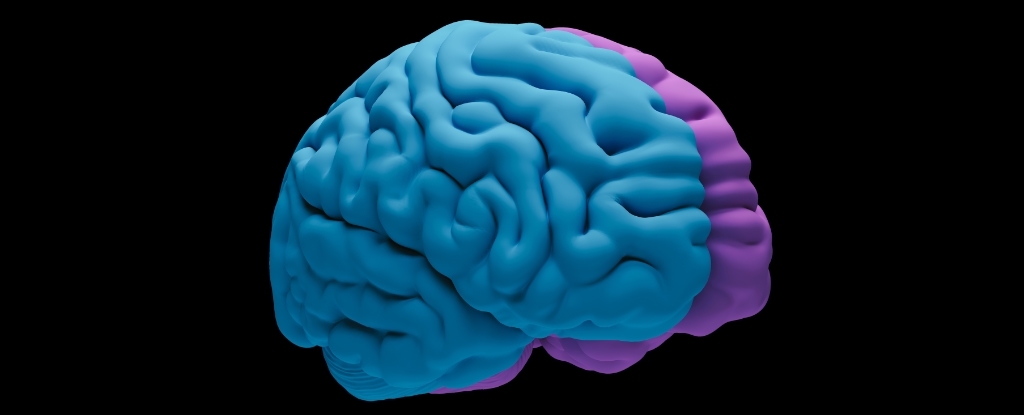 Your Brain Wrinkles Are Way More Important Than We Ever Realized