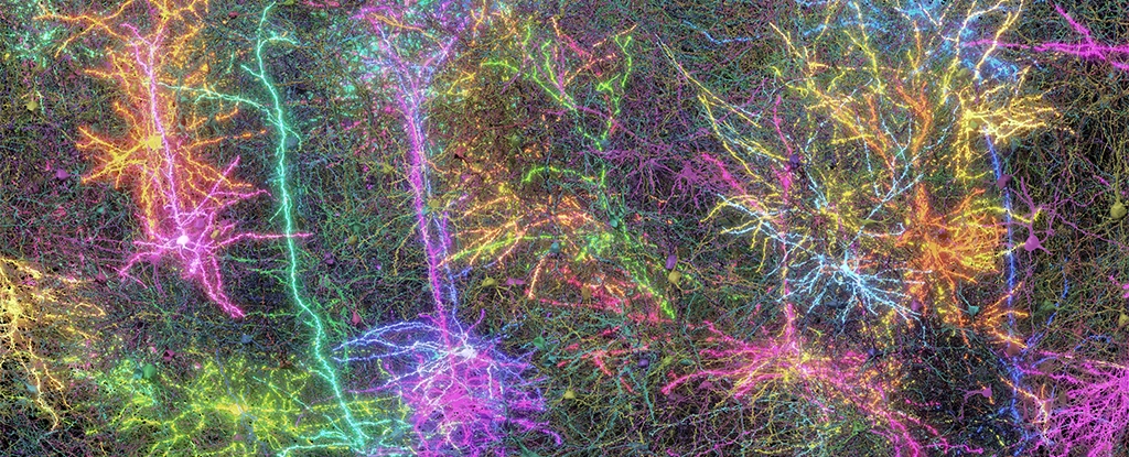 A Tiny Piece of Mouse Brain Has Finally Been Mapped in Mindblowing Detail