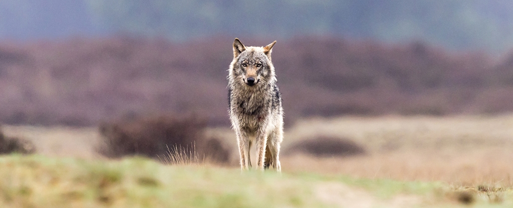 Wolves in Scotland Could Help Reduce Carbon in The Sky. Here's How.