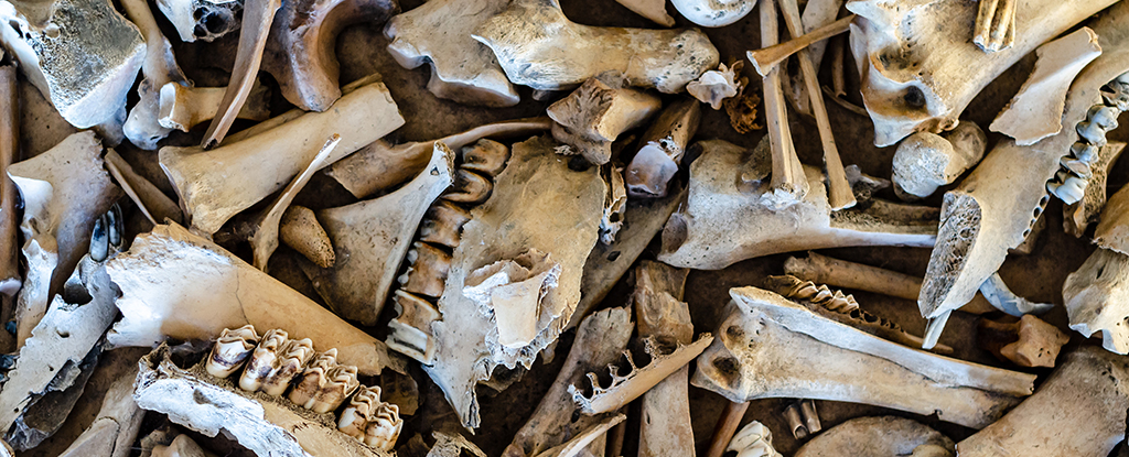 Ancient Neanderthal 'Fat Factory' Reveals How Advanced They Really Were