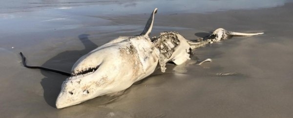 Orcas Are Terrorizing Sharks, And The Consequences Could Be Profound