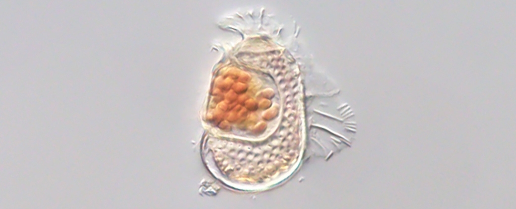 Strange Cellular Entity Challenges Very Definition of Life Itself
