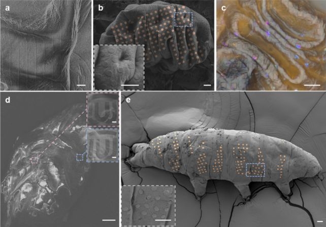 Scientists 'Tattoo' Tardigrades in Nanotechnology Breakthrough