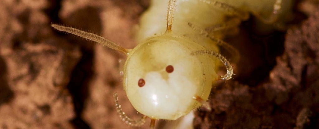 Scientists Just Found The Perfect Disguise to Sneak Into a Termite Colony