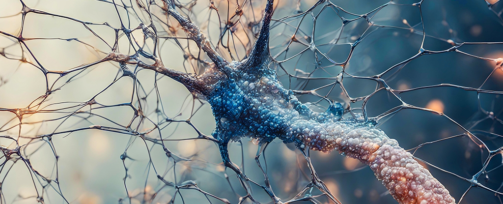 First-of-Its-Kind Study Identifies How The Brain Could Thwart Alzheimer's
