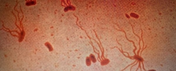 Ancient Killer Is Rapidly Becoming Resistant to Antibiotics, Study Warns
