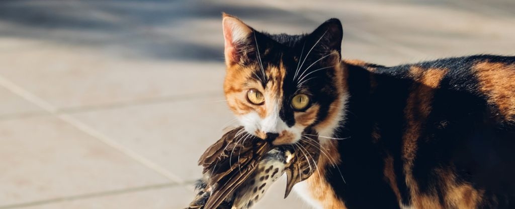 Spikes of Bird Flu in Cats Could Be a Warning of a Future Pandemic
