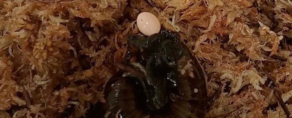 This Giant Snail Lays Eggs Out of Its Neck… Yes, Seriously