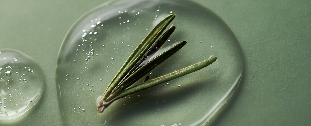 A Hidden Compound in Rosemary Could Help Fight Alzheimer's