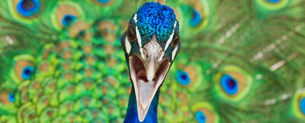 Mind-Blowing Discovery: Peacocks Have Lasers In Their Tails