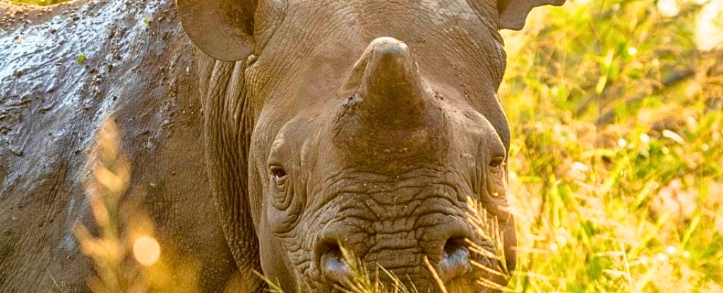 Dehorning Rhinos Cuts Poaching by 78% – Saving Thousands of Animals' Lives