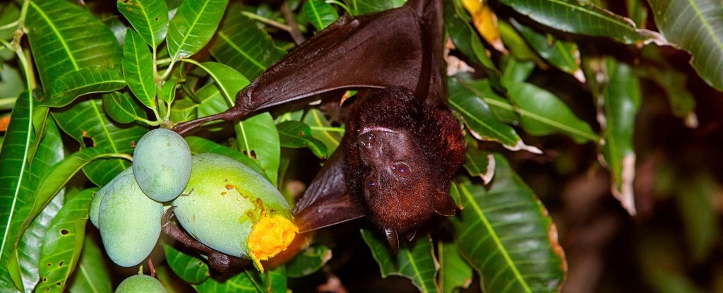 Virus Discovery Among Bats in China Fruit Orchards Draw Exposure Concerns