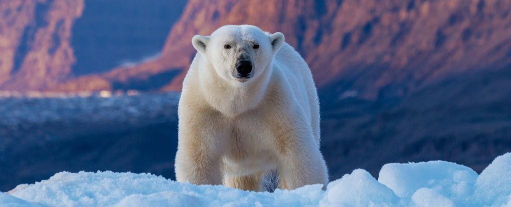Bones in Norway Cave Reveal Chilling Fate of Ice Age Animals
