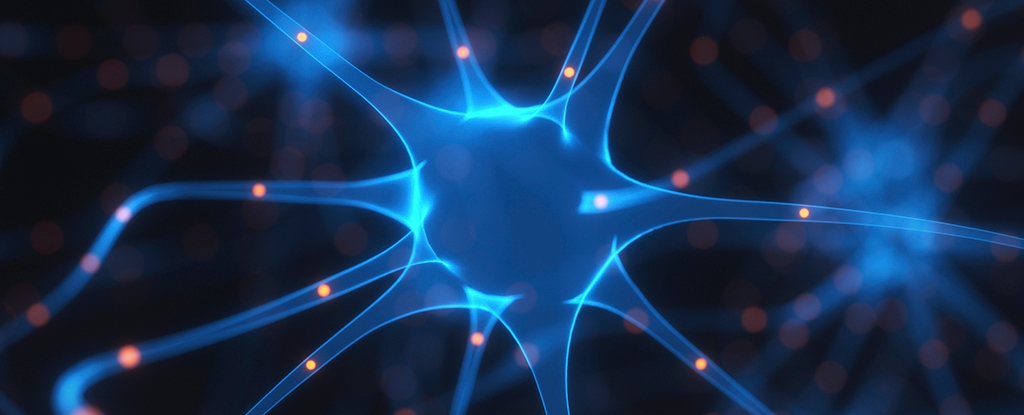 Brain's Memory Center Never Stops Making Neurons, Study Confirms