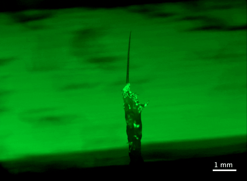 This ‘Tower of Worms' Is a Squirming Superorganism
