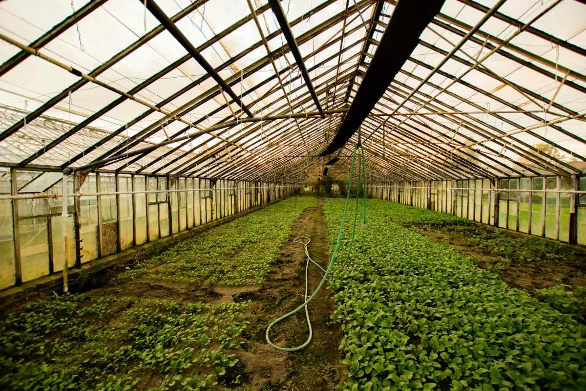 10 best plant nurseries in Singapore to nurse your green finger