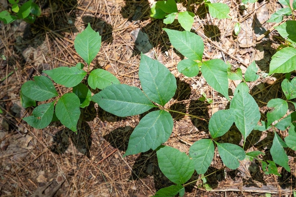 Watch out for these 9 poisonous plants this summer in Louisiana to avoid allergic reactions