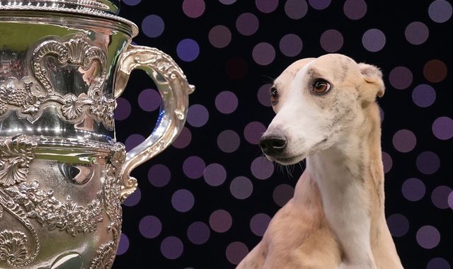 Whippet becomes first Italian dog to win Crufts in its 134-year history