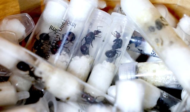 'Ant gang' sentenced for smuggling thousands of live insects in Kenya
