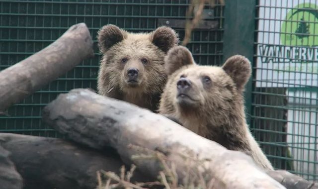 Two young bears escape from enclosure in Devon... and devour a week's worth of honey
