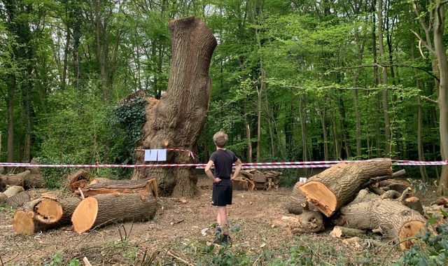 Ancient oak tree felled in north London park