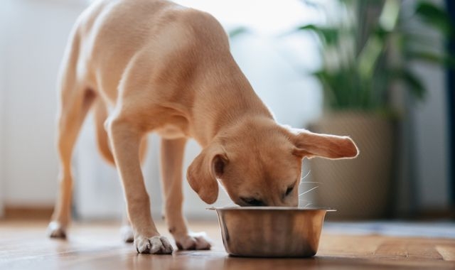 Would your dog eat lab-grown food? Pet treats made from cultivated meat go on sale