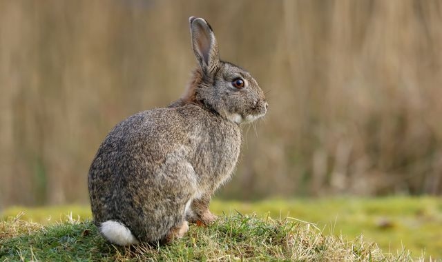 Pictures of 'zombie-rabbits' with twisting black horns go viral - so are they real?