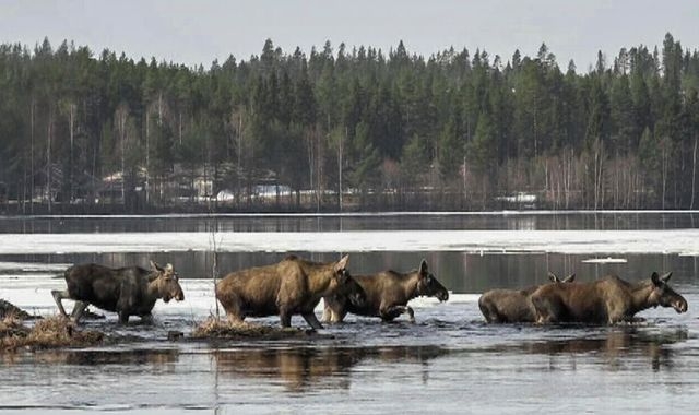 Millions tune in to see Sweden's annual moose migration