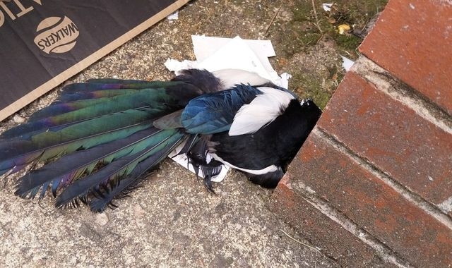 Magpie bird euthanised after getting stuck in illegal glue trap in Glasgow